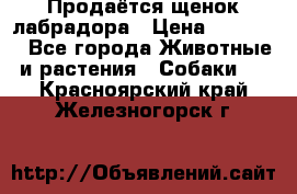 Продаётся щенок лабрадора › Цена ­ 30 000 - Все города Животные и растения » Собаки   . Красноярский край,Железногорск г.